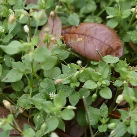 thumbnail for publication: Biology and Management of Common Chickweed (Stellaria media) in Ornamental Crop Production
